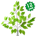 The Matthew John Collective set of 12 lime green artificial ficus leaf sprays with wired stems for floral arrangements.